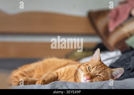 Süße Ingwerkatze auf grauer Decke. Das Haustier liegt bequem auf einem gemütlichen Bett. Ein Tier mit rosa Nase und traumhaftem Look schläft in bequemer Stimmung ein. Stockfoto