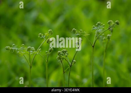 Junger Brackenfarn (Pteridium aquilinum), der sich in einem üppigen Frühlingswald entfaltet, mit zarten Feigenköpfen und kleinen Ameisen, die die frischen grünen Wedel erkunden. Stockfoto