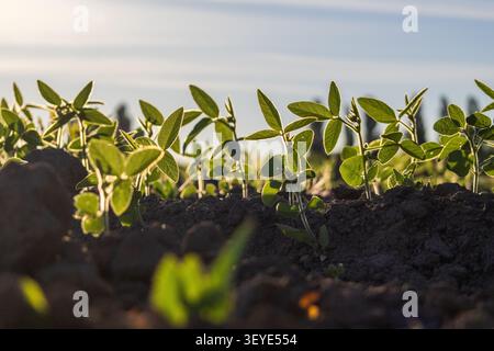 Sojasämlinge entstehen aus dunklem Boden auf einem Feld. Sonnenlicht scheint auf die kleinen Pflanzen, während der Himmel klar ist. Stockfoto