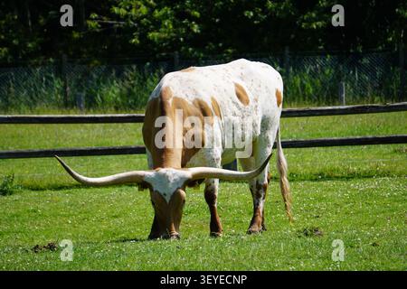 Ein texanischer Longhorn-Bulle mit massiven Hörnern und braunem und weißem Pelz grast an einem sonnigen Tag auf einer Weide auf einer amerikanischen Ranch. Stockfoto