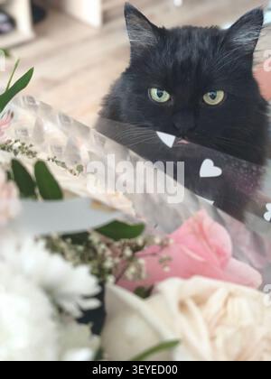 Flauschige schwarze Katze, die hinter einem wunderschönen Rosenstrauß hinausschaut. Ein Nahaufnahme-Porträt einer niedlichen, langhaarigen schwarzen Katze mit hellgrünen Augen Stockfoto