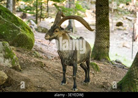 Iberischer Steinbock in einem Wald in der freien Natur in spanien, Wildtiere in der Natur Stockfoto