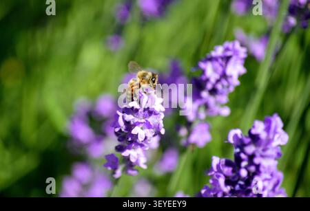 Honigbiene sammelt Nektar an lila Lavendelblüten Stockfoto
