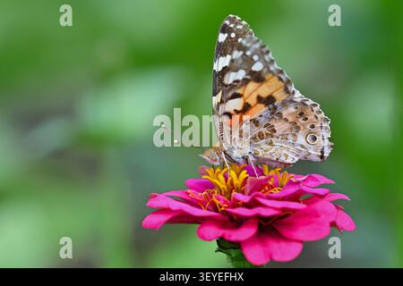 Gemalter Schmetterling bestäubt hellrosa Zinnia Stockfoto