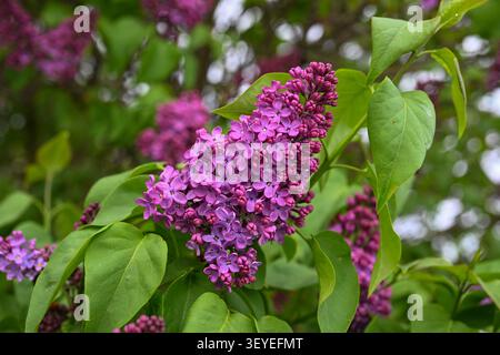 Lilafarbene Blüten wachsen im Frühling mit Frühling an einem Büschen Stockfoto