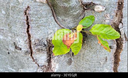 Nahaufnahme eines jungen grünen Triebs, der aus einem reifen Buchenstamm in der Schweizer Natur emerges Stockfoto