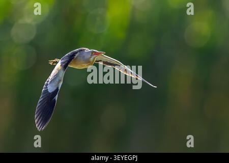 Gemeine kleine Bitterkeit (Botaurus minutus / Ixobrychus minutus), männlich, die im Frühjahr über Schilfbett / Schilfbett in Feuchtgebieten fliegt Stockfoto