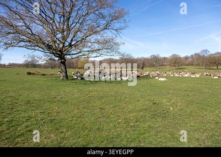 Eine Herde Damhirsche (Dama dama) im Richmond Park, einem Hirschpark und weitläufigen eingehegten Waldweidelandschaft im Westen Londons Stockfoto