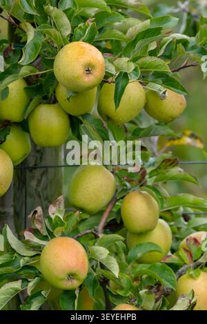 Reife grüne Äpfel mit Wassertropfen hängen an einem Ast in einem französischen Obstgarten Stockfoto