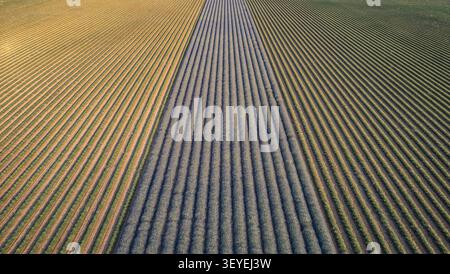 Aus der Vogelperspektive blühende Lavendelfelder mit leuchtenden violetten Reihen und goldenen Weizenstreifen, die sich über die Landschaft in Valensole, Provence-Alpes, erstrecken Stockfoto
