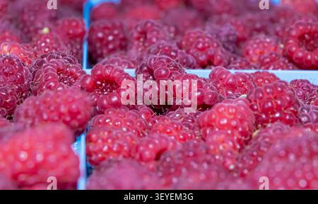 Nahaufnahme frischer, reifer Himbeeren auf Markttabletts, mit lebendigen Sommerbeeren mit natürlicher Textur, Frische und gesundem Bio-Pro Stockfoto