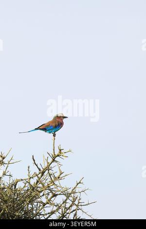Flieder-Breast-Roller, Coracias caudatus im Serengeti-Nationalpark, Seronera-Tal, Tansania, Ostafrika. Stockfoto