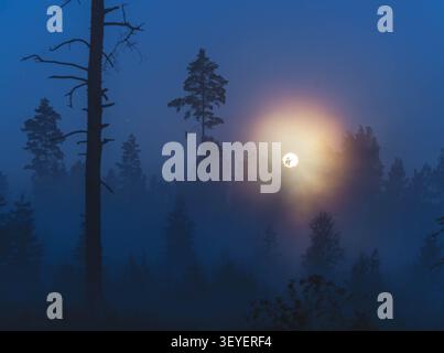 Vollmond hinter dunklen Baumsilhouetten im Nebel Stockfoto