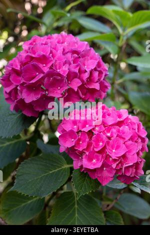 Schöne rosa Hortensienblüten in einem Garten, Nahaufnahme von rosa Hortensienblüten mit grünen Blättern. Stockfoto