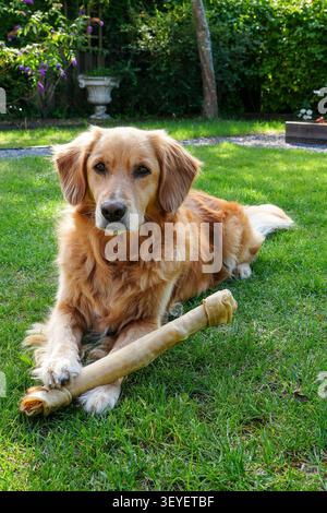 Ein glücklicher goldener Retriever, der auf grünem Gras in einem Garten liegt, mit einem Kauknochen zwischen seinen Pfoten. Stockfoto