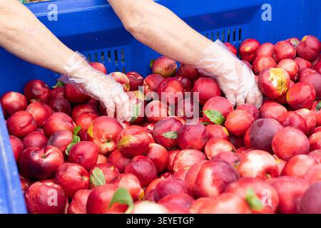 Hände mit Kunststoffhandschuhen, die frische Nektarinen aus einer großen blauen Kiste auf dem Markt im Freien auswählen Stockfoto