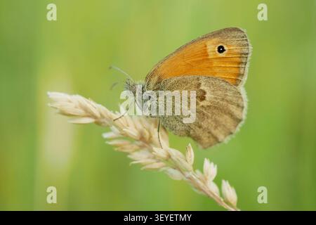 Kleine Heide Coenonympha pamphilus Schmetterling sitzend ruhende Pflanzenwiese friedlich niedlich auf getrocknetem Arrhenatherum elatius falscher Knollenhafer hoch Stockfoto