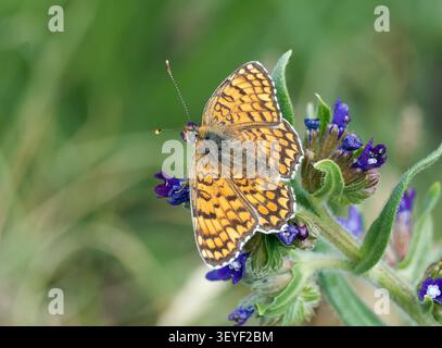 knapweed Fritillary, Flockenblumen-Scheckenfalter, Mélitée des centaurées, Melitaea phoebe, nagy tarkalepke, Ungarn, Magyarország, Europa Stockfoto