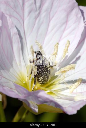 Weißgefleckter Rosenkäfer, Trauer-Rosenkäfer, Cétoine grise, Oxythyrea funesta, sokpettyes virágbogár, Ungarn, Magyarország, Europa Stockfoto