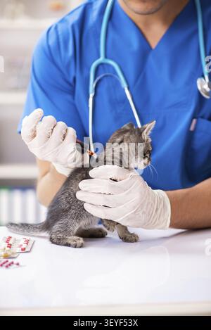 Tierarzt Arzt Kätzchen Prüfung in Animal Hospital Stockfoto