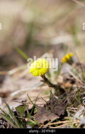 Extreme Makroaufnahme mit Fokus auf die gelben Blütenblätter einer aus dem trockenen Waldboden wachsenden Fusspflanze. Stockfoto