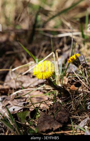 Hochwinkel-Nahaufnahme einer hellgelben Huffüßblüte, die auf trockenem Frühlingsgrund wächst und mit toten Blättern bedeckt ist. Stockfoto