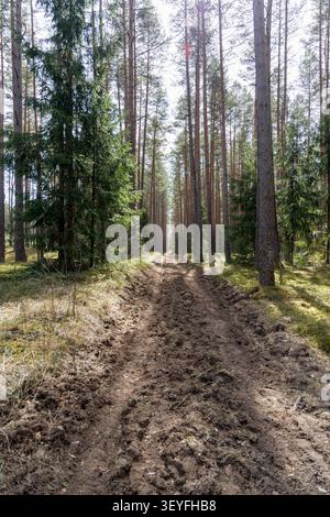 Vertikale Perspektive von einem rauen, schlammigen Pfad, der sich durch einen dichten, sonnendurchfluteten Kiefern- und Fichtenwald erstreckt. Stockfoto