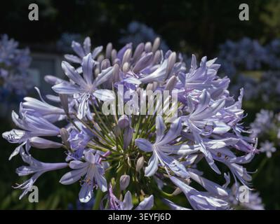Nahaufnahme des Blütenkopfs von Agapanthus africanus — Afrikanische Lilie mit blauem Blütenstand, offenen Blüten und Knospen, Atlantikgarten Portugal Stockfoto