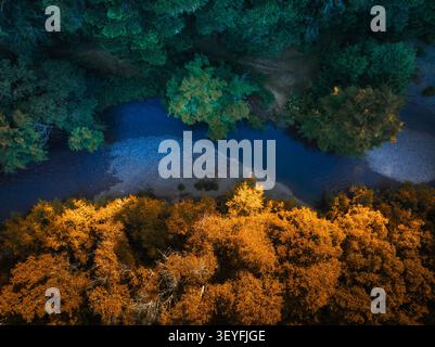 Aus der Vogelperspektive eines sich windenden Flusses, der durch einen dichten Wald fließt, mit lebhaftem Herbstlaub an einem Ufer und üppig grünen Bäumen am anderen in Kalifornien. Stockfoto