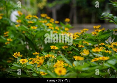 Dichte Ansammlung von kleinen gelben Ehebelblüten, die zwischen grünem Laub in einem Gartenbeet blühen Stockfoto
