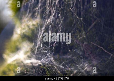 Eine Spinne hat ein Netz zwischen den Bäumen in einem Wald geschaffen. Es ist morgens und Sonnenlicht fängt die Webstränge ein und zeigt ihre Details und die Umgebung Stockfoto