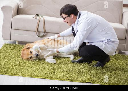 Tierarzt Arzt prüfen Golden Retriever Hund besuchen Sie zu Hause Stockfoto