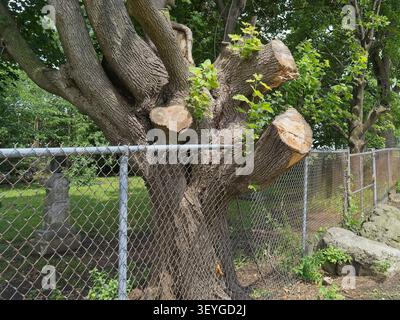 Ein großer alter Baum, der direkt durch einen Metallzaun wächst, mit getrimmten dicken Zweigen und neuem grünem Baumwuchs an einem sonnigen Tag Stockfoto