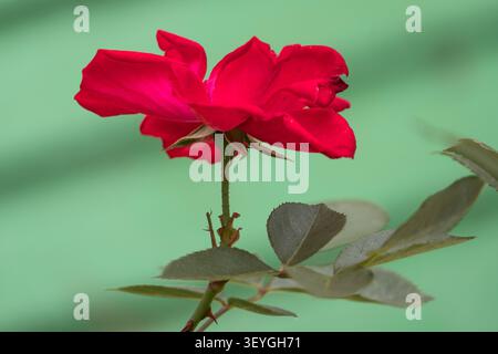 Rote Rose im Garten Stockfoto