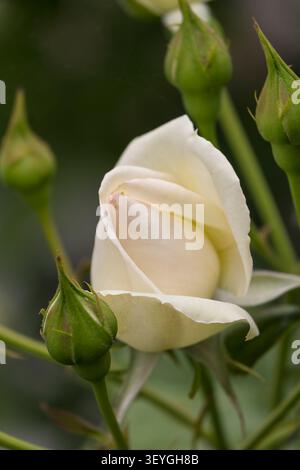 Rosebuds in a Garden Stockfoto