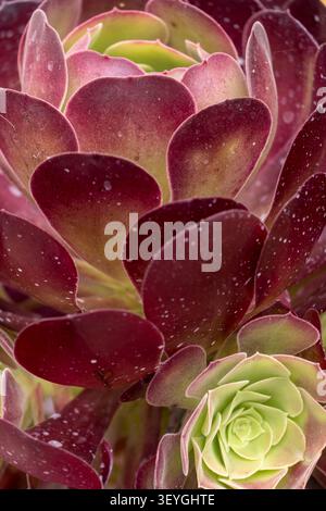 Aeonium Garnet Sukkulente Pflanze Stockfoto