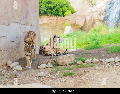 Zwei Tiger, die sich ausruhen und in der Nähe einer felsigen Wand in einer natürlichen Umgebung mit Grünpflanzen und einem Wasserfall im Hintergrund bewegen Stockfoto