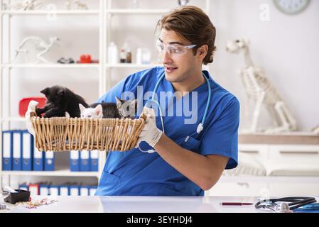 Tierarzt Arzt Kätzchen Prüfung in Animal Hospital Stockfoto
