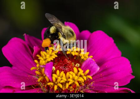 Bienenstock füttert sich mit Nektar von Wildblumen Zinnie. Insektenidentifikation, Naturschutz und Hinterhofblumengartenkonzept. Stockfoto