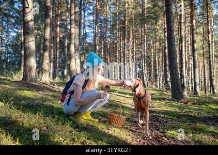 Fröhliche Futterfrau, die in Kiefernwäldern wandert und essbare Boletuspilze mit Vizsla-Hund sammelt. Stockfoto