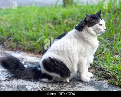 Schwarzer und weißer Hauskater ruht im Freien in der Nähe von Gras und Pflaster bei natürlichem Tageslicht. Stockfoto