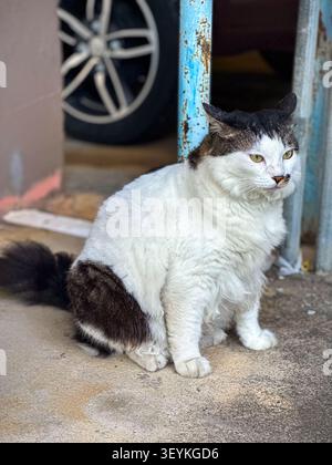 Schwarzer und weißer Hauskater ruht im Freien in der Nähe von Gras und Pflaster bei natürlichem Tageslicht. Stockfoto