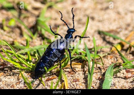 Makro-Nahaufnahme eines weiblichen Ölf Käfers, der über sandigen Boden zwischen frischem Gras läuft und seinen metallisch blauen Körper im Frühling zeigt, Litauen. Stockfoto