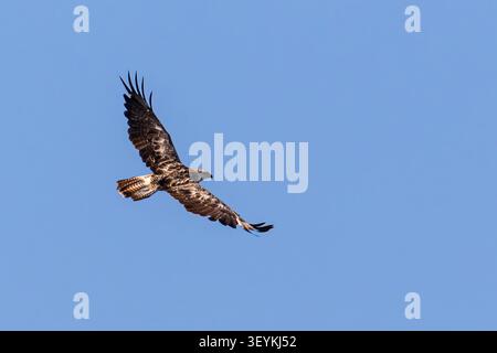 Die westliche sumpfweide gleitet mühelos durch einen klaren blauen Himmel, zeigt breite Flügel und einen eleganten Flug über die litauische Landschaft. Stockfoto
