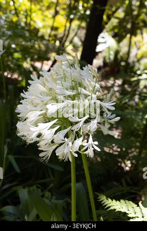 Agapanthus praecox - Blaue Lilienpflanze. Stockfoto