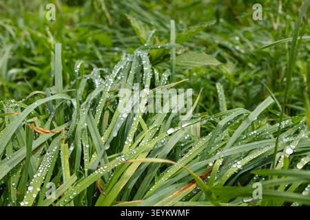 Frisches grünes Gras bedeckt mit Morgentauropfen aus nächster Nähe Stockfoto