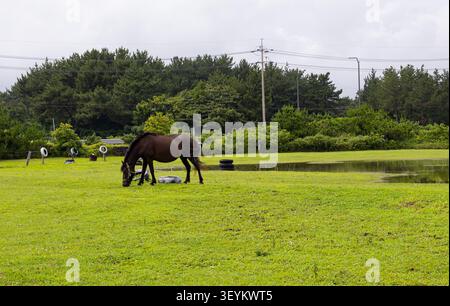 Braunes Pferd weidet auf Green Meadow in der Nähe von Pond auf dem Land Stockfoto