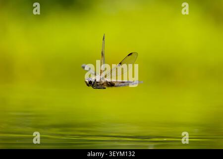 Vierfleckenjäger Libellula quadrimaculata, erwachsenes Weibchen, das über Wasser fliegt, Suffolk, England, Juni Stockfoto