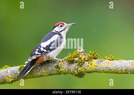 Großspecht Dendrocopos Major, Jungvogel auf moosbedeckten Zweigen, Suffolk, England, Juni Stockfoto