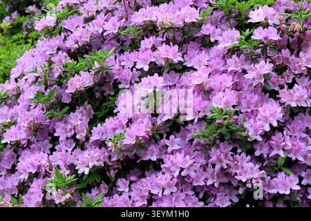 Shiofune Kannon-JI, Shiofune Kannon Tempel, OME, OME City, Tokio, Tokio Metropolis, Kanto, Japan, Azaleen, azaleen Blüten, violette Azaleen, rosa Stockfoto